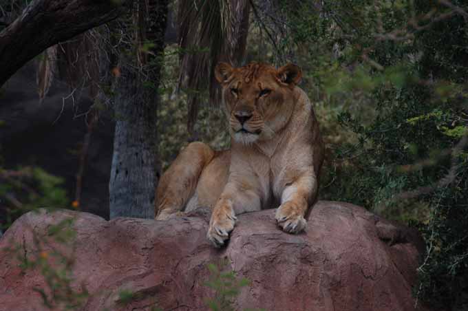 female lion
